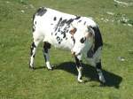 (139'878) - Kuh auf der Weide beim Creux du Van am 17. Juni 2012