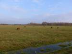 (156'853) - Schottische Hochlandrinder am 19. November 2014 im Nationalpark von Lauwersmeer