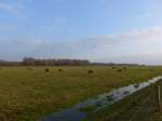 Kuhe/405319/156854---schottische-hochlandrinder-am-19 (156'854) - Schottische Hochlandrinder am 19. November 2014 im Nationalpark von Lauwersmeer