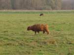 Kuhe/405321/156856---schottisches-hochlandrind-am-19 (156'856) - Schottisches Hochlandrind am 19. November 2014 im Nationalpark von Lauwersmeer