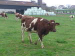 Kuhe/551105/179314---eine-kuh-am-2 (179'314) - Eine Kuh am 2. April 2017 in Vendlincourt