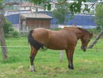 Pferde/750002/227590---pferd-am-28-august (227'590) - Pferd am 28. August 2021 in Vallorbe