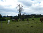 Pferde/753781/228644---pferde-auf-der-scheidegger-ranch (228'644) - Pferde auf der Scheidegger-Ranch am 3. Oktober 2021 bei Tramelan