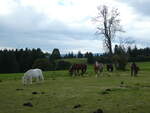 Pferde/753782/228645---pferde-auf-der-scheidegger-ranch (228'645) - Pferde auf der Scheidegger-Ranch am 3. Oktober 2021 bei Tramelan