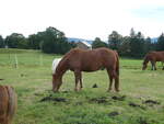 (228'646) - Pferd auf der Scheidegger-Ranch am 3.