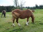 (228'647) - Pferd auf der Scheidegger-Ranch am 3.