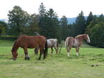 Pferde/753785/228648---pferde-auf-der-scheidegger-ranch (228'648) - Pferde auf der Scheidegger-Ranch am 3. Oktober 2021 bei Tramelan