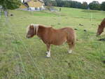 (228'649) - Pony auf der Scheidegger-Ranch am 3. Oktober 2021 bei Tramelan