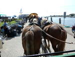 (254'624) - Pferde am 2. September 2023 am Hafen von Vitte