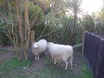 (191'465) - Zwei Schafe am 26.