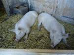 (128'146) - Zwei zufriedene Schweine am 1. August 2010 auf der Lauelialp ob Adelboden