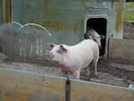 Schweine/754587/228662---schweine-auf-der-scheidegger-ranch (228'662) - Schweine auf der Scheidegger-Ranch am 3. Oktober 2021 bei Tramelan