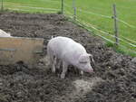 Schweine/754588/228553---schweine-auf-der-scheidegger-ranch (228'553) - Schweine auf der Scheidegger-Ranch am 3. Oktober 2021 bei Tramelan