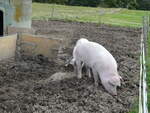 Schweine/754591/228666---schweine-auf-der-scheidegger-ranch (228'666) - Schweine auf der Scheidegger-Ranch am 3. Oktober 2021 bei Tramelan