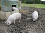 Schweine/754592/228667---schweine-auf-der-scheidegger-ranch (228'667) - Schweine auf der Scheidegger-Ranch am 3. Oktober 2021 bei Tramelan