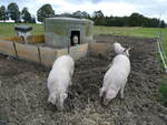 Schweine/754593/228668---schweine-auf-der-scheidegger-ranch (228'668) - Schweine auf der Scheidegger-Ranch am 3. Oktober 2021 bei Tramelan