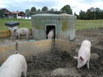 Schweine/754595/228670---schweine-auf-der-scheidegger-ranch (228'670) - Schweine auf der Scheidegger-Ranch am 3. Oktober 2021 bei Tramelan
