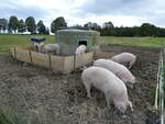 Schweine/754597/228672---schweine-auf-der-scheidegger-ranch (228'672) - Schweine auf der Scheidegger-Ranch am 3. Oktober 2021 bei Tramelan