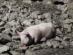 (255'070) - Ein Schwein sonnt sich am 10. September 2023 auf der Bundalp