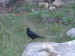(190'592) - Vogel auf einem Stein am 20.
