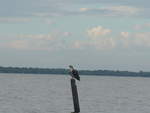 (212'112) - Adlerhnlicher Vogel auf dem Nicaraguasee am 22.