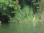 diverse/686026/212127---weisser-vogel-am-ufer (212'127) - Weisser Vogel am Ufer des Nicaraguasees am 22. November 2019 bei Granada