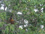 (212'121) - Ein Affe turnt auf dem Baum am 22.
