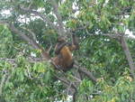 Affen/685822/212123---ein-affe-turnt-auf (212'123) - Ein Affe turnt auf dem Baum am 22. November 2019 bei Granada