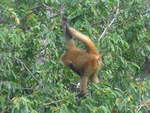 (212'124) - Ein Affe turnt auf dem Baum am 22.