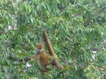 (212'125) - Ein Affe turnt auf dem Baum am 22. November 2019 bei Granada