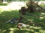 Kanguruhs/305989/145764---kaenguruhs-im-zoo-von (145'764) - Knguruhs im ZOO von Servion am 16. Juli 2013