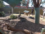 Kanguruhs/611408/190219---kaengurus-am-18-april (190'219) - Kngurus am 18. April 2018 im Animal Park von Grantville