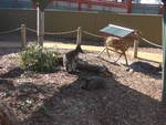 Kanguruhs/611409/190220---kaengurus-am-18-april (190'220) - Kngurus am 18. April 2018 im Animal Park von Grantville
