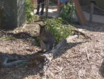 Kanguruhs/611410/190221---kaenguru-am-18-april (190'221) - Knguru am 18. April 2018 im Animal Park von Grantville