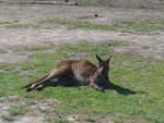 Kanguruhs/611602/190242---kaenguru-am-18-april (190'242) - Knguru am 18. April 2018 im Animal Park von Grantville