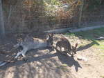 Kanguruhs/611609/190265---kaengurus-am-18-april (190'265) - Kngurus am 18. April 2018 im Animal Park von Grantville