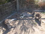 Kanguruhs/611610/190266---kaengurus-am-18-april (190'266) - Kngurus am 18. April 2018 im Animal Park von Grantville