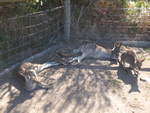 Kanguruhs/611611/190267---kaengurus-am-18-april (190'267) - Kngurus am 18. April 2018 im Animal Park von Grantville