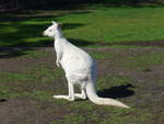 Kanguruhs/611615/190272---weisses-kaenguru-am-18 (190'272) - Weisses Knguru am 18. April 2018 im Animal Park von Grantville