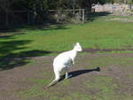 Kanguruhs/611617/190275---weisses-kaenguru-am-18 (190'275) - Weisses Knguru am 18. April 2018 im Animal Park von Grantville