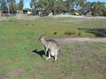 Kanguruhs/611619/190283---kaenguru-am-18-april (190'283) - Knguru am 18. April 2018 im Animal Park von Grantville