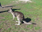 Kanguruhs/611620/190284---kaenguru-am-18-april (190'284) - Knguru am 18. April 2018 im Animal Park von Grantville