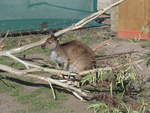 Kanguruhs/611621/190285---kaenguru-am-18-april (190'285) - Knguru am 18. April 2018 im Animal Park von Grantville