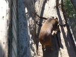 wildschweine/591099/185515---wildschwein-am-28-september (185'515) - Wildschwein am 28. September 2017 in Os de Civis