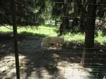 Wolfe/305981/145756---polarwoelfe-im-zoo-von (145'756) - Polarwlfe im ZOO von Servion am 16. Juli 2013