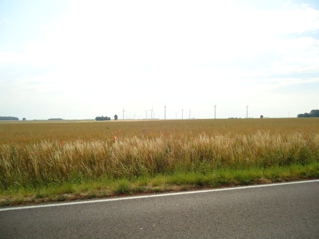 (127'917) - Wiese in der Nhe von Wolfsburg; im Hintergrund sind Windmhlen zu erkennen - am 10. Juli 2010