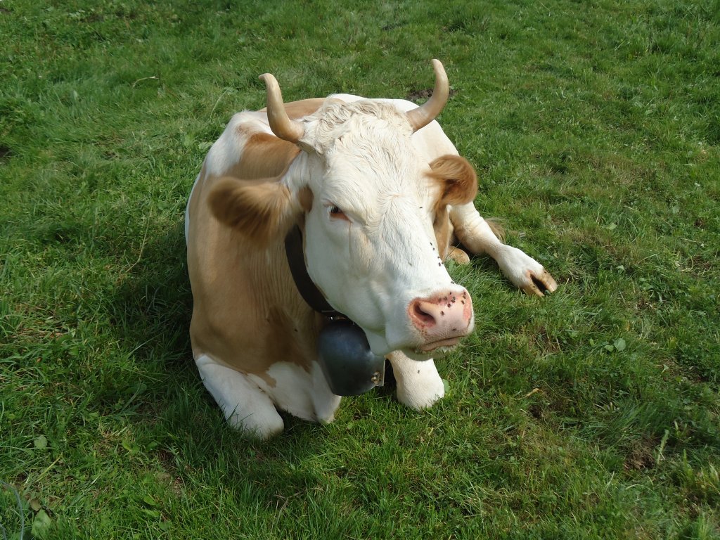 (129'277) - Simmetaler-Kuh in Wachseldorn am 4. September 2010