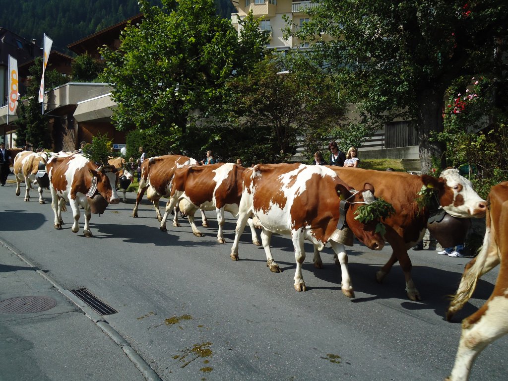 (129'478) - Alpabzug auf der Landstrasse in Adelboden am 5. September 2010
