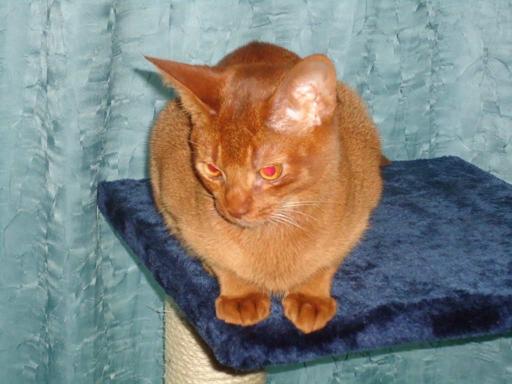 (131'076) - Eine Katze auf dem blauen Teppich am 22. November 2010