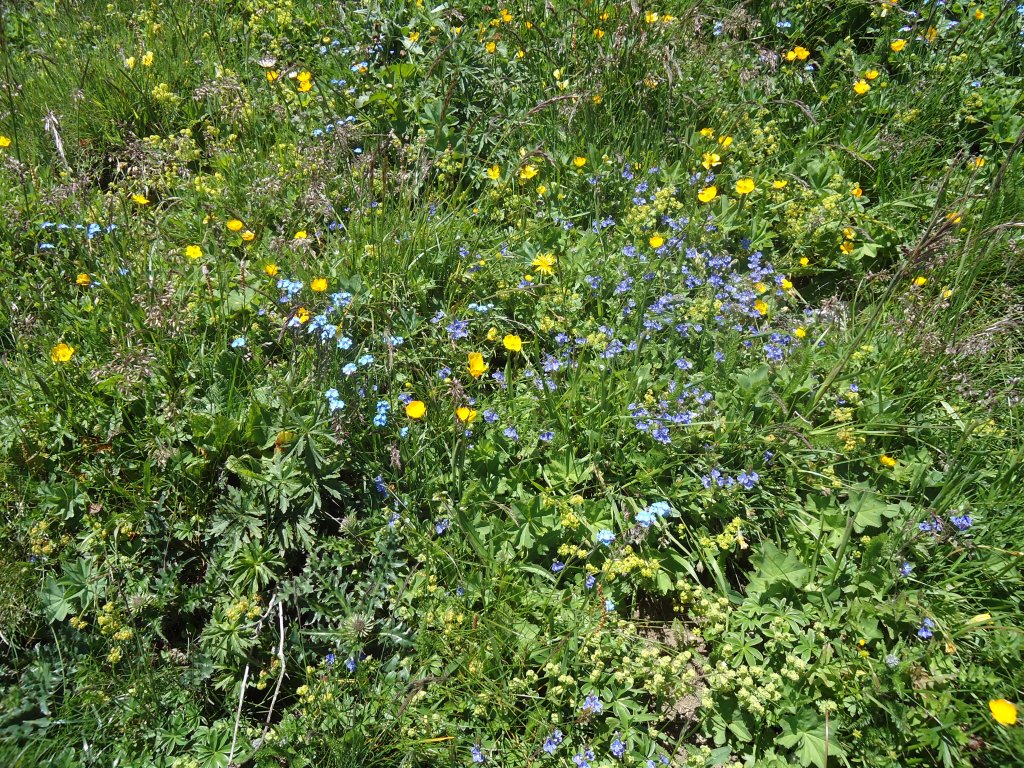 (134'476) - Alpenflora am Stockhorn am 26. Juni 2011